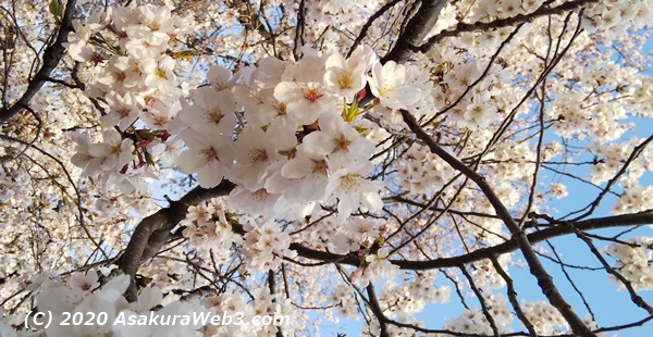 春爛漫満開の桜